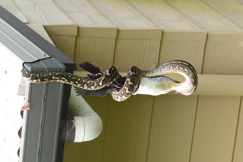 Coastal_Carpet_Python__Morelia_spilota_mcdowelli__310.jpg