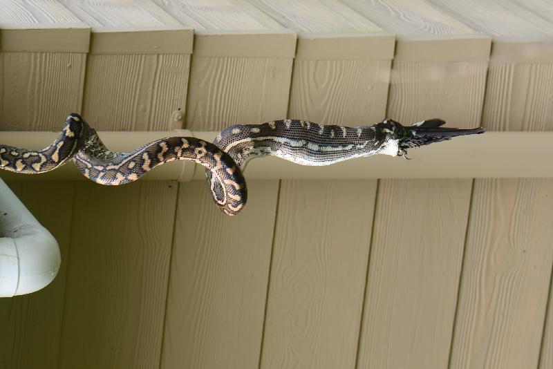 Coastal_Carpet_Python__Morelia_spilota_mcdowelli__314.jpg