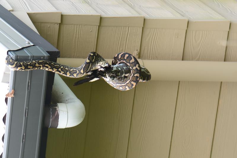 Coastal_Carpet_Python__Morelia_spilota_mcdowelli__317.jpg