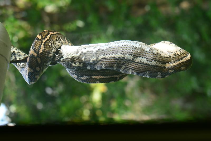 Coastal_Carpet_Python__Morelia_spilota_mcdowelli__318.jpg