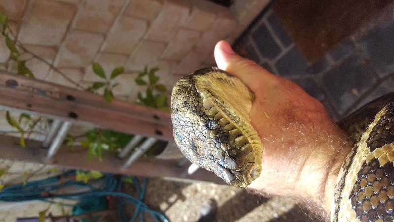 Coastal_Carpet_Python__Morelia_spilota_mcdowelli__322.jpg