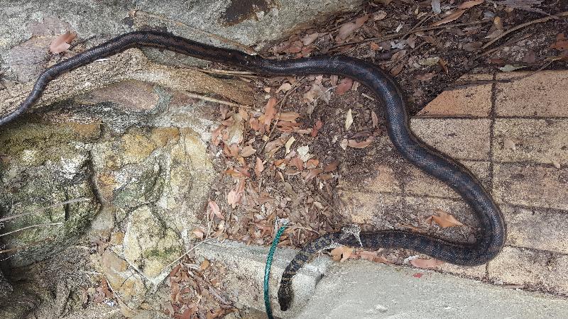 Coastal_Carpet_Python__Morelia_spilota_mcdowelli__323.jpg
