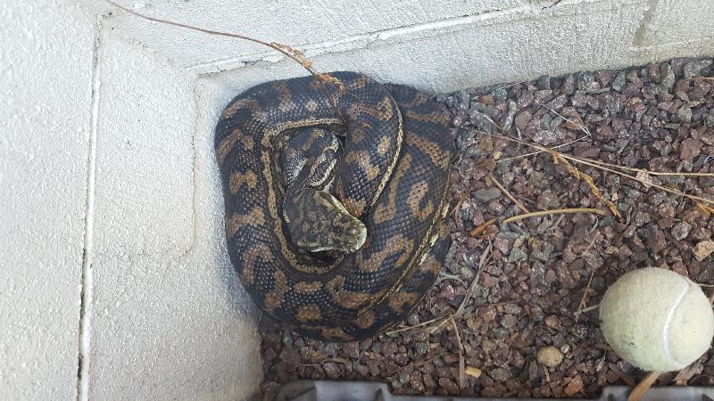 Coastal_Carpet_Python__Morelia_spilota_mcdowelli__332.jpg