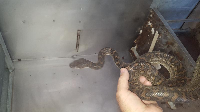 Coastal_Carpet_Python__Morelia_spilota_mcdowelli__336.jpg