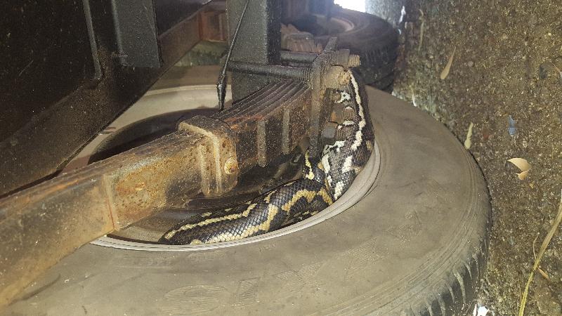 Coastal_Carpet_Python__Morelia_spilota_mcdowelli__342.jpg