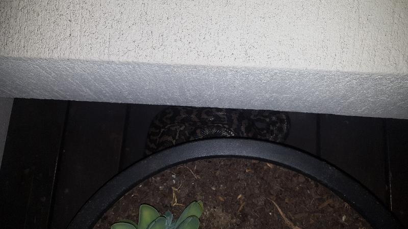 Coastal_Carpet_Python__Morelia_spilota_mcdowelli__357.jpg