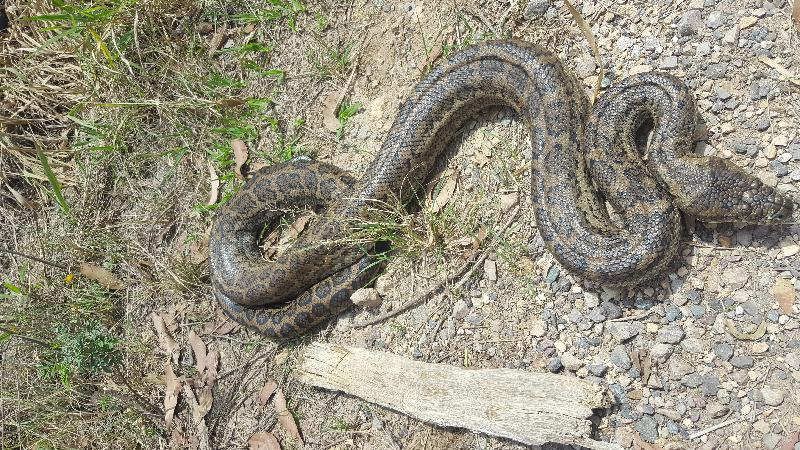 Coastal_Carpet_Python__Morelia_spilota_mcdowelli__361.jpg