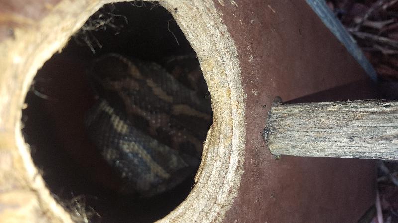 Coastal_Carpet_Python__Morelia_spilota_mcdowelli__369.jpg