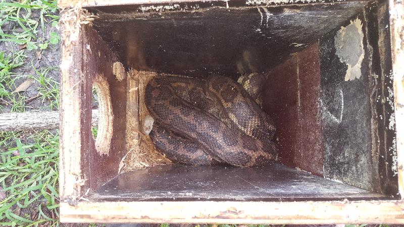 Coastal_Carpet_Python__Morelia_spilota_mcdowelli__370.jpg