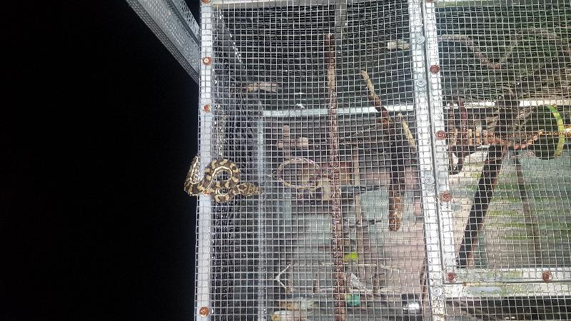 Coastal_Carpet_Python__Morelia_spilota_mcdowelli__382.jpg
