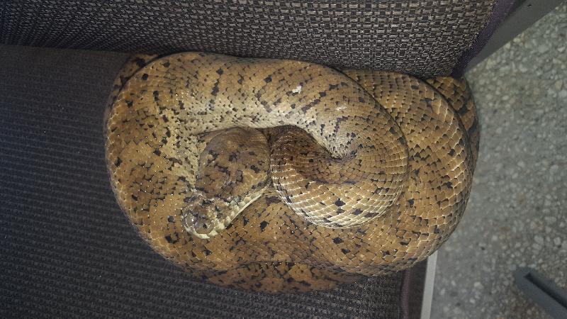 Coastal_Carpet_Python__Morelia_spilota_mcdowelli__387.jpg