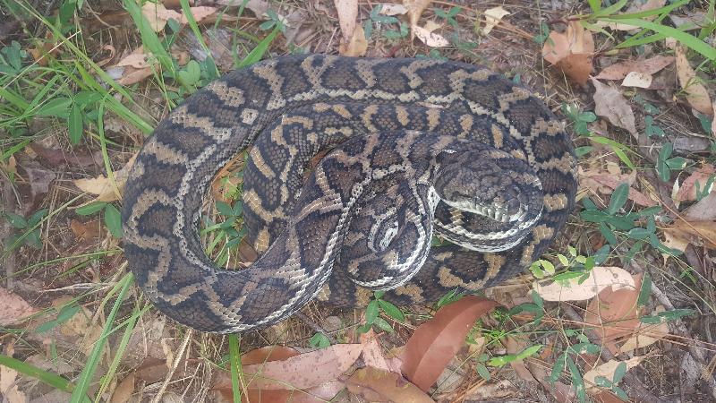 Coastal_Carpet_Python__Morelia_spilota_mcdowelli__391.jpg