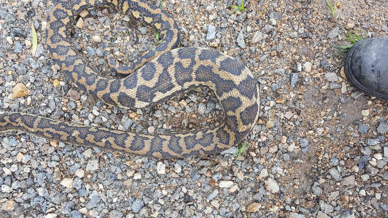 Coastal_Carpet_Python__Morelia_spilota_mcdowelli__399.jpg