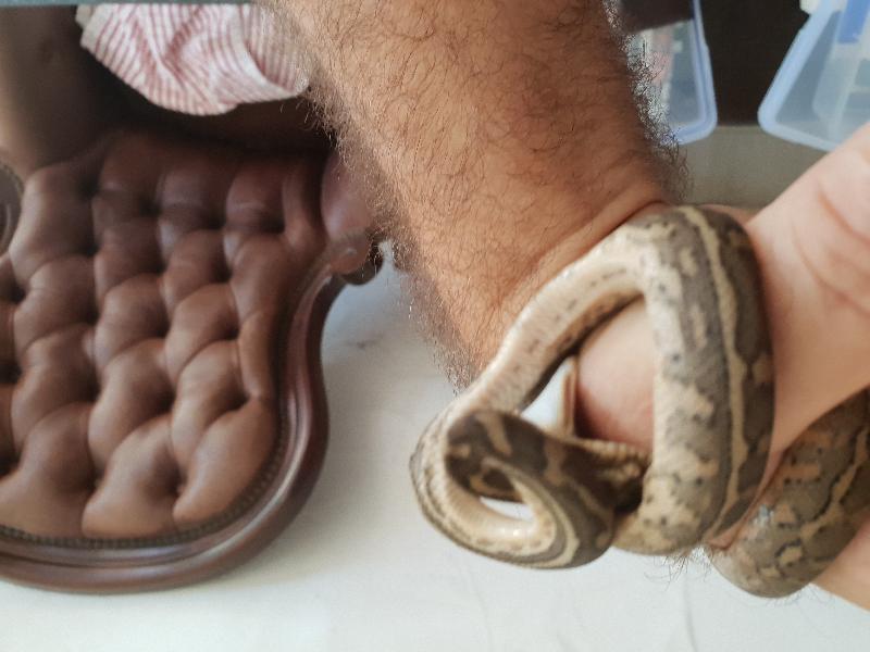 Coastal_Carpet_Python__Morelia_spilota_mcdowelli__421.jpg