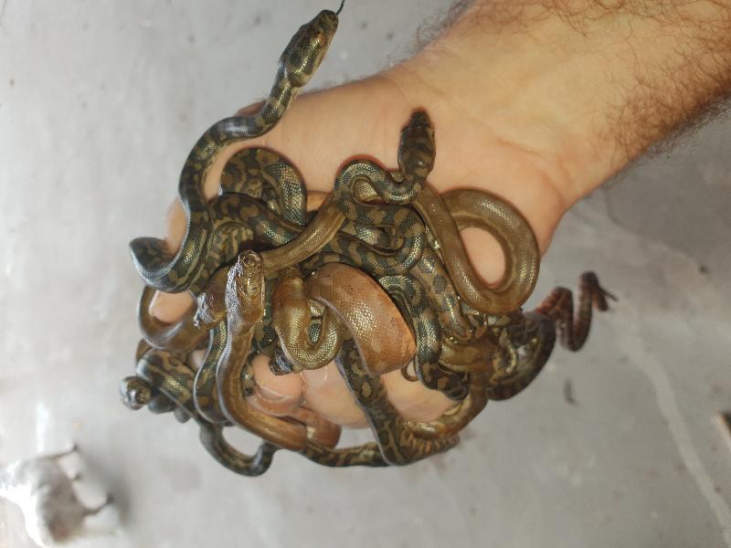 Coastal_Carpet_Python__Morelia_spilota_mcdowelli__425.jpg