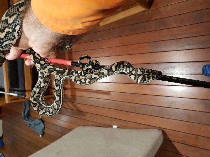Coastal_Carpet_Python__Morelia_spilota_mcdowelli__429.jpg