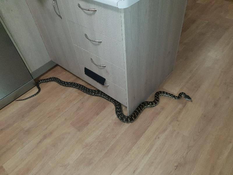 Coastal_Carpet_Python__Morelia_spilota_mcdowelli__431.jpg