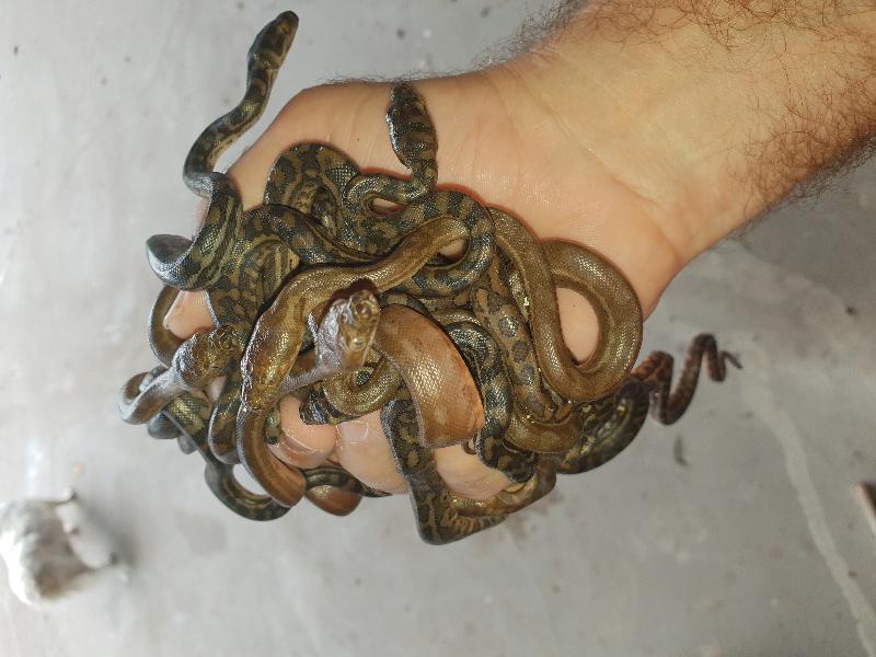 Coastal_Carpet_Python__Morelia_spilota_mcdowelli__435.jpg