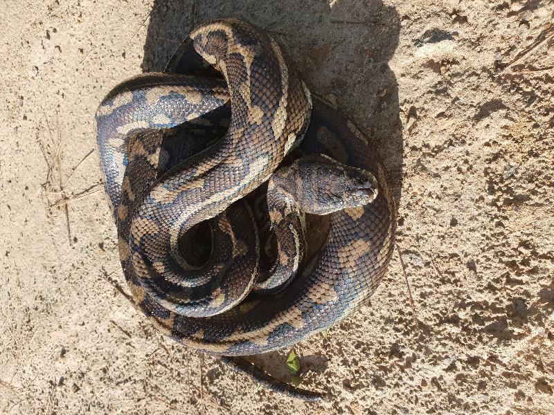 Coastal_Carpet_Python__Morelia_spilota_mcdowelli__443.jpg