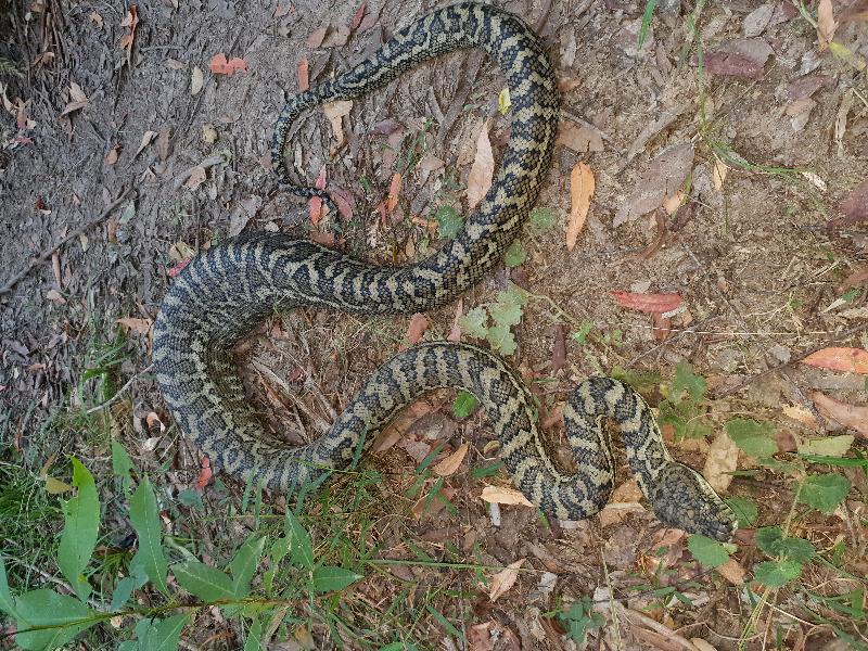 Coastal_Carpet_Python__Morelia_spilota_mcdowelli__446.jpg
