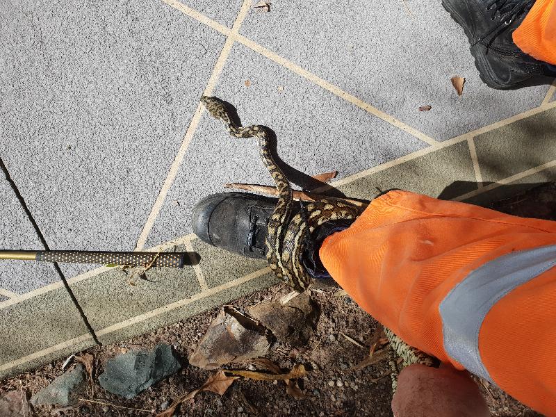 Coastal_Carpet_Python__Morelia_spilota_mcdowelli__451.jpg