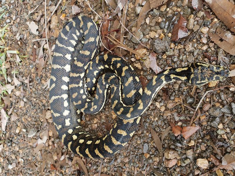 Coastal_Carpet_Python__Morelia_spilota_mcdowelli__454.jpg