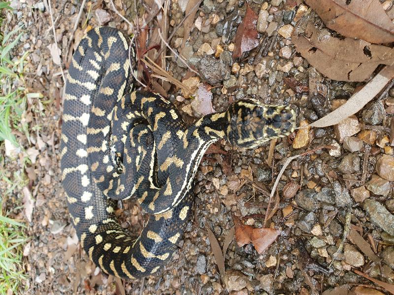 Coastal_Carpet_Python__Morelia_spilota_mcdowelli__455.jpg