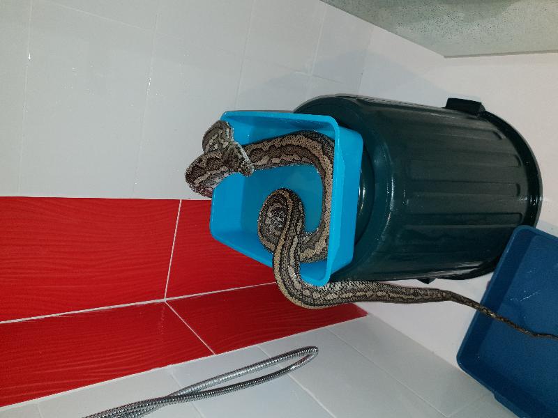 Coastal_Carpet_Python__Morelia_spilota_mcdowelli__467.jpg