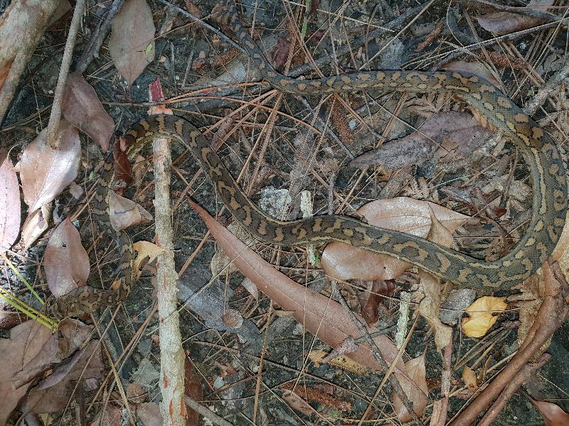 Coastal_Carpet_Python__Morelia_spilota_mcdowelli__468.jpg