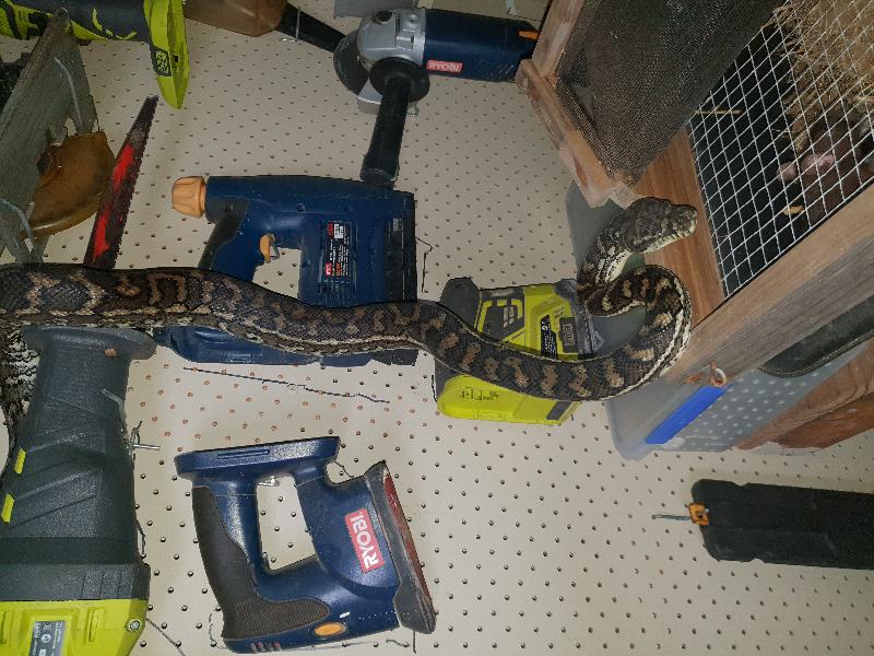 Coastal_Carpet_Python__Morelia_spilota_mcdowelli__471.jpg