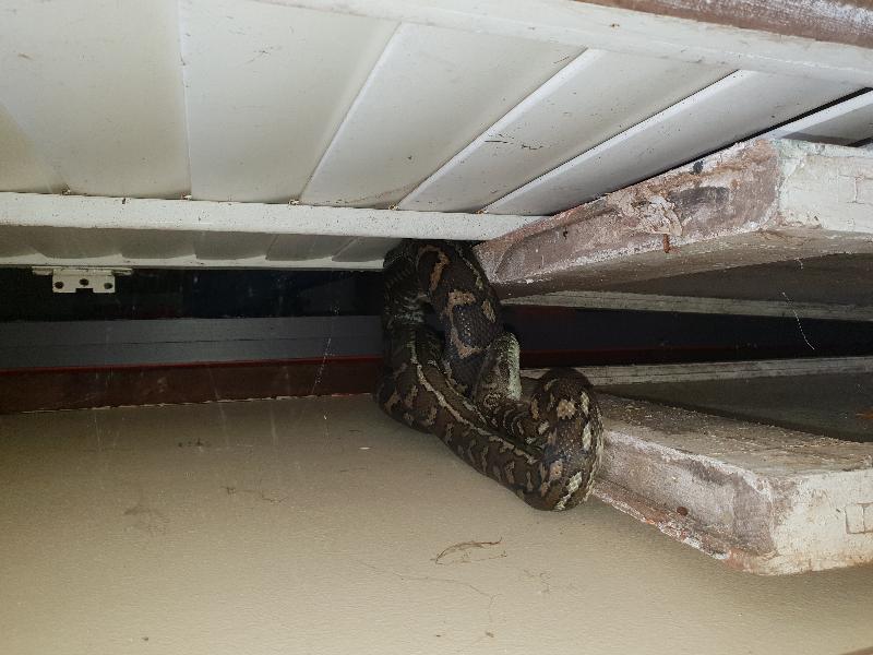 Coastal_Carpet_Python__Morelia_spilota_mcdowelli__488.jpg