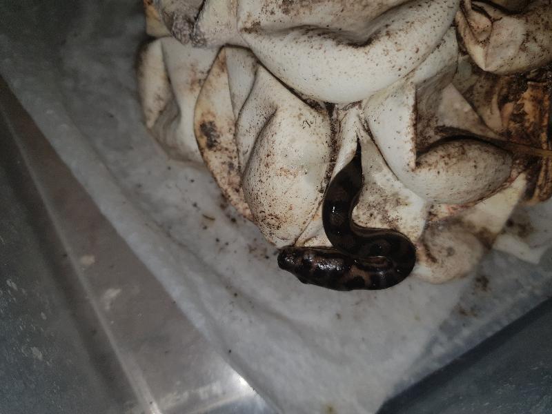 Coastal_Carpet_Python__Morelia_spilota_mcdowelli__497.jpg