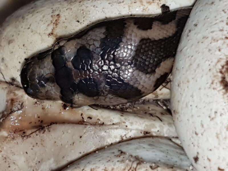 Coastal_Carpet_Python__Morelia_spilota_mcdowelli__500.jpg