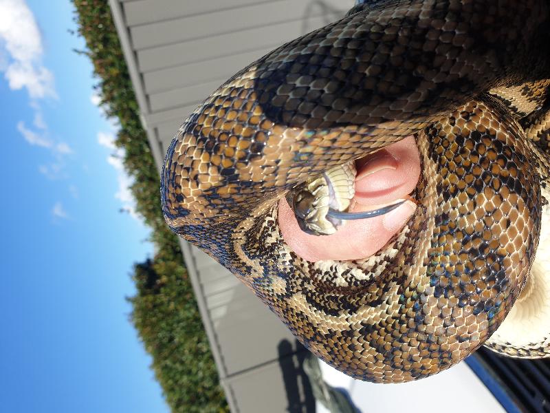 Coastal_Carpet_Python__Morelia_spilota_mcdowelli__507.jpg