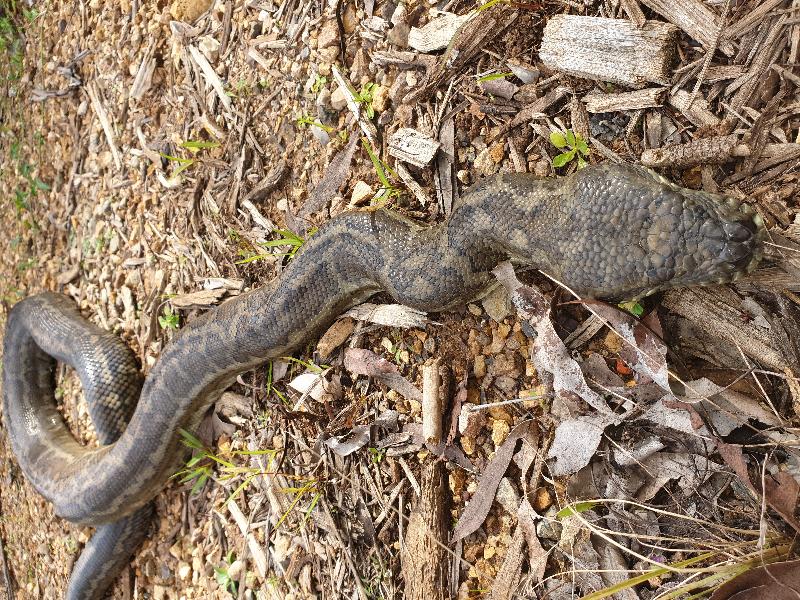 Coastal_Carpet_Python__Morelia_spilota_mcdowelli__510.jpg