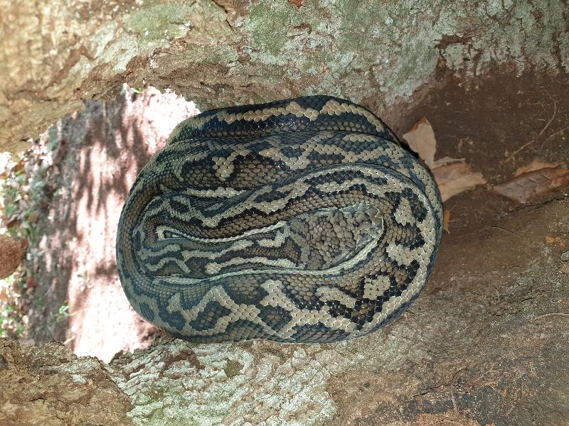 Coastal_Carpet_Python__Morelia_spilota_mcdowelli__523.jpg