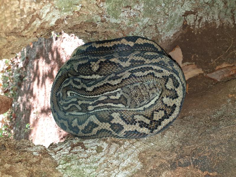 Coastal_Carpet_Python__Morelia_spilota_mcdowelli__524.jpg