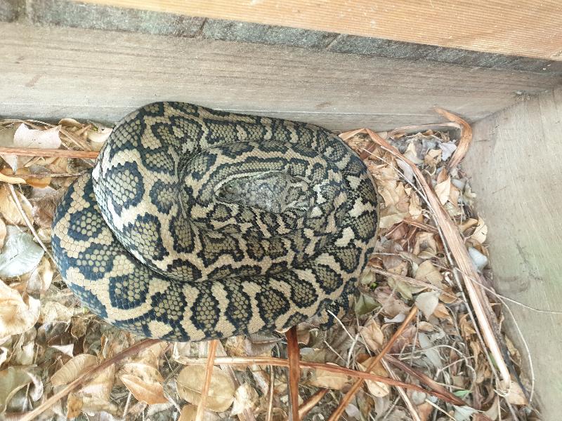 Coastal_Carpet_Python__Morelia_spilota_mcdowelli__534.jpg