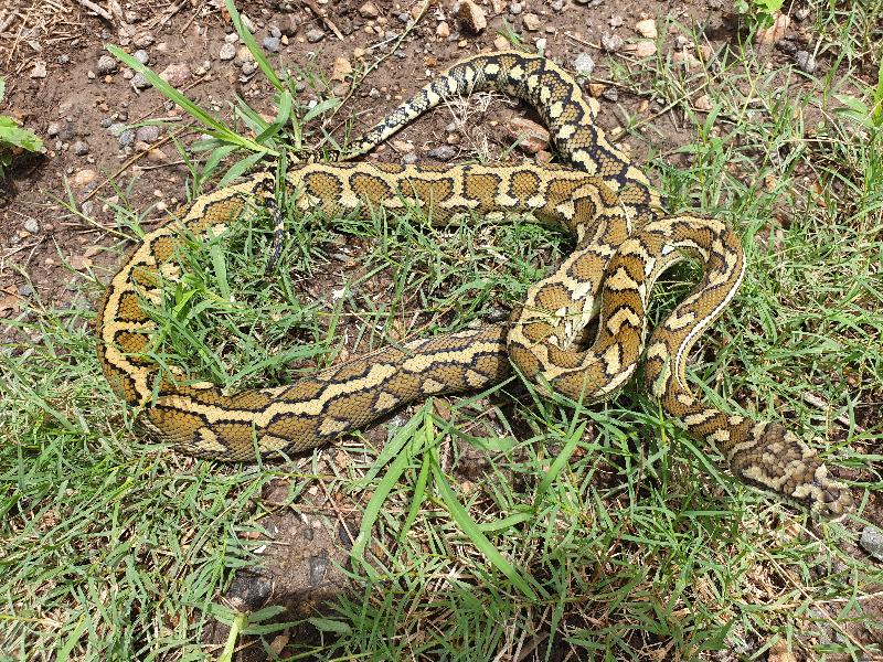 Coastal_Carpet_Python__Morelia_spilota_mcdowelli__537.jpg