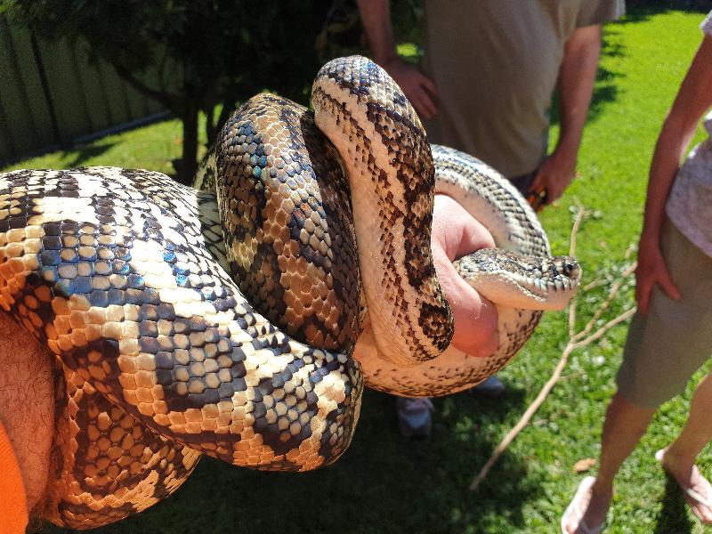 Coastal_Carpet_Python__Morelia_spilota_mcdowelli__556.jpg