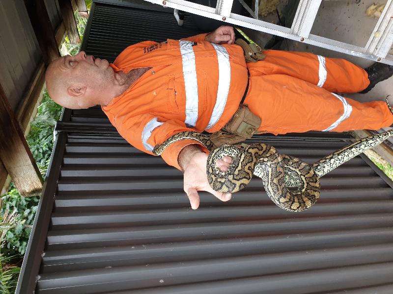 Coastal_Carpet_Python__Morelia_spilota_mcdowelli__561.jpg