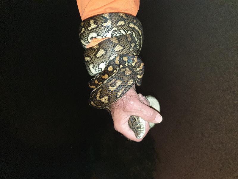 Coastal_Carpet_Python__Morelia_spilota_mcdowelli__582.jpg