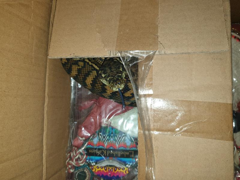 Coastal_Carpet_Python__Morelia_spilota_mcdowelli__588.jpg