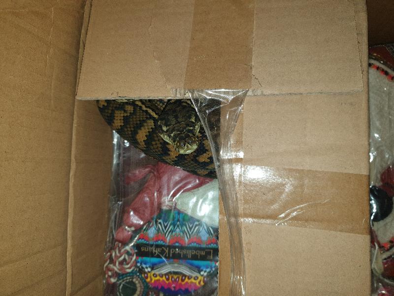 Coastal_Carpet_Python__Morelia_spilota_mcdowelli__589.jpg