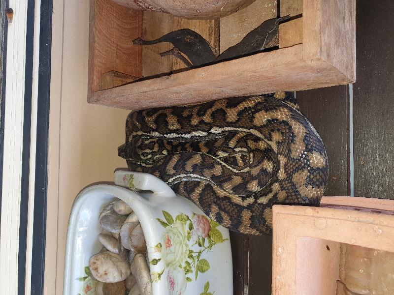 Coastal_Carpet_Python__Morelia_spilota_mcdowelli__592.jpg