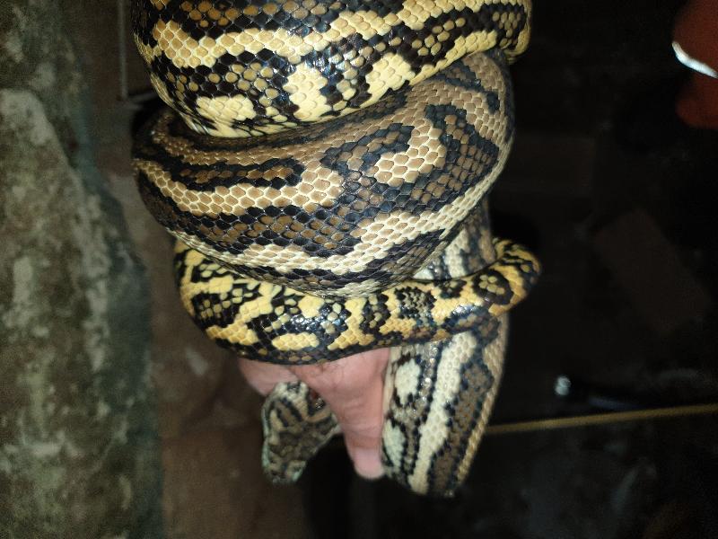 Coastal_Carpet_Python__Morelia_spilota_mcdowelli__597.jpg
