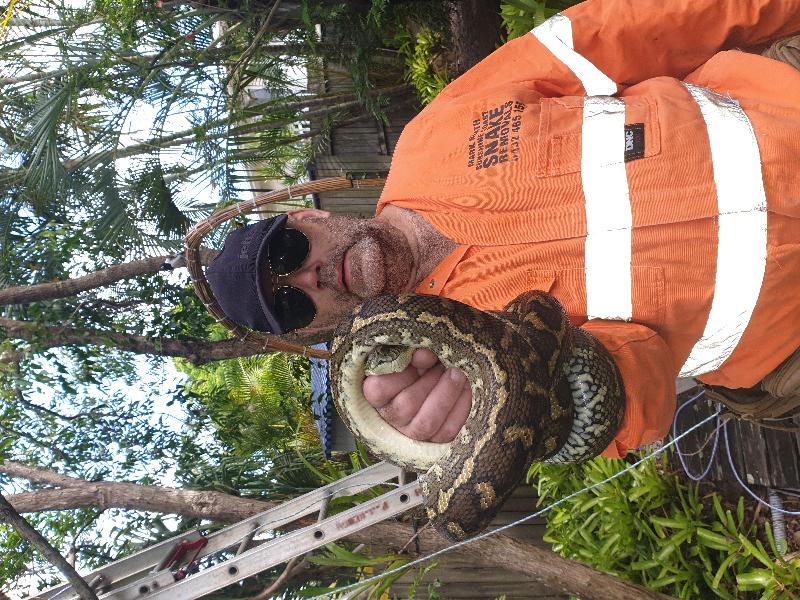 Coastal_Carpet_Python__Morelia_spilota_mcdowelli__603.jpg