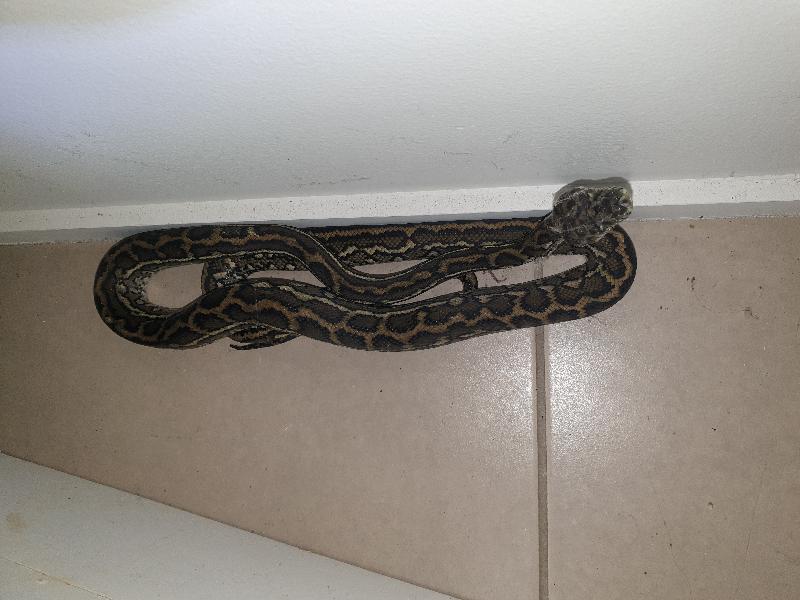 Coastal_Carpet_Python__Morelia_spilota_mcdowelli__618.jpg