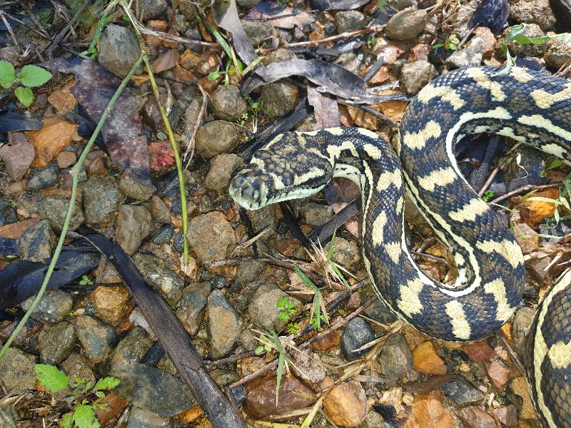 Coastal_Carpet_Python__Morelia_spilota_mcdowelli__624.jpg