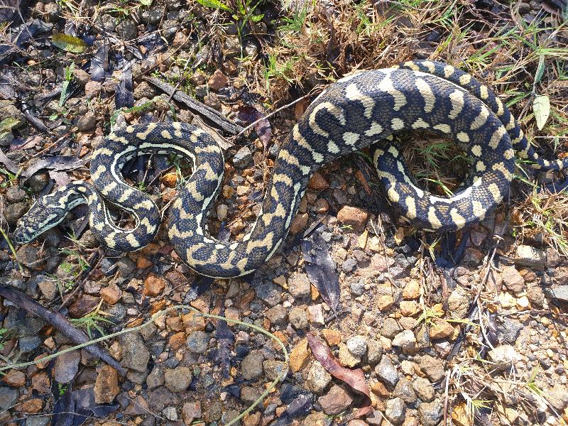 Coastal_Carpet_Python__Morelia_spilota_mcdowelli__625.jpg